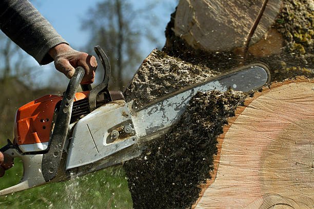 Best Tree Health Inspection  in Ocala Estates, FL